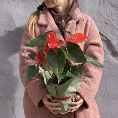 Антуриум горшечный