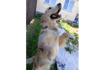 Юта (Русское Золото Юлисси), 1 год