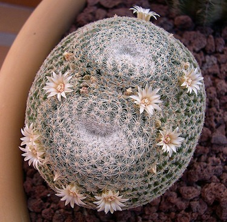 Mammillaria Microthele Superfina - Маммиллярия микротеле Суперфина, кактус с совиным глазом