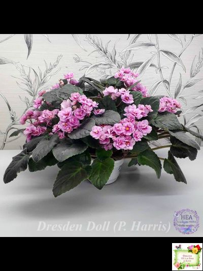 Dresden Doll (P. Harris) (7259) 11/24/1989 трейлер