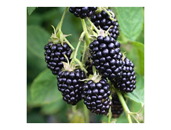 Виктория (Victoria)