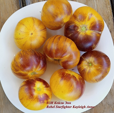 Томат Восставший Звездный Истребитель Кэйли Энн (Rebel Starfighter Kayleigh Anne)