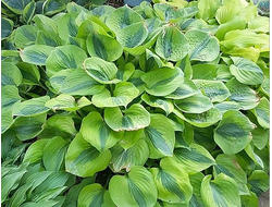 Хоста Luna Moth