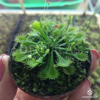 Drosera "Spatulata"