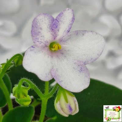 Белый Клоун (Е. и Я. Немчиновы) 2025 г. трейлер (пасынок укоренённый)