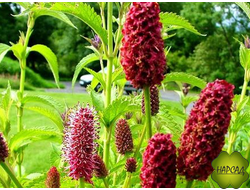 КРОВОХЛЕБКА ЛЕКАРТВЕННАЯ. БЫСТРО РАСТЕТ