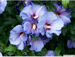 Гибискус Марина - Marina