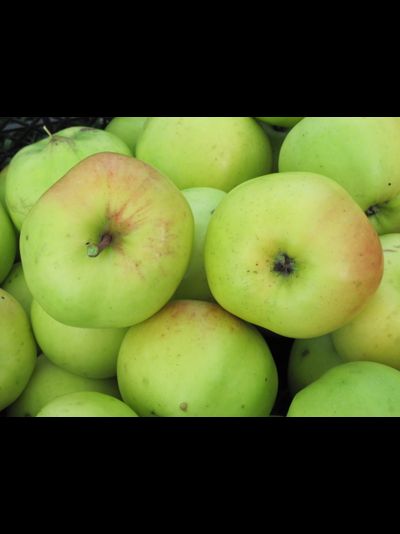 Банановое (яблоня)