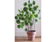 Pilea Peperomioides - Пилея пеперомиевидная, китайское денежное дерево, растение НЛО