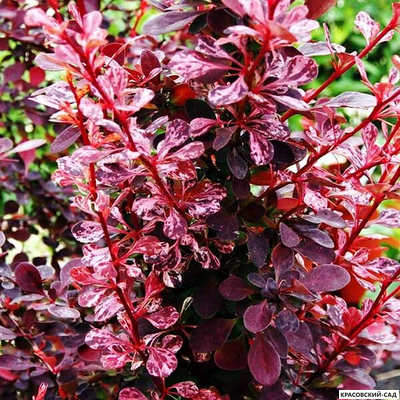 Барбарис Роуз Глоу - Rose Glow