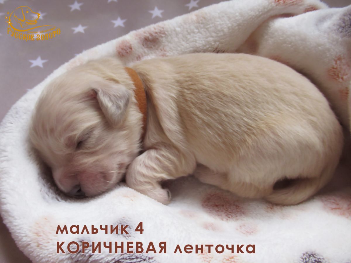 РЗ Шони Дон, мальчик коричневая ленточка, 5 дней