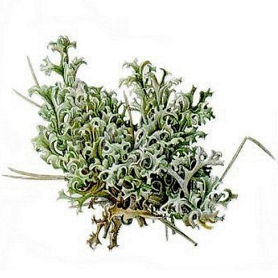 Зубная паста отбеливающая усиленного действия Profi Plus White Plus, PresiDENT, 30 мл.