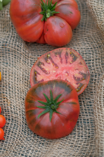 Томат Dwarf Tasty Wine (Гном Вкусное Вино), 10 шт