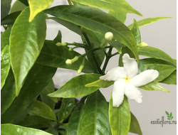 Табернемонтана карликовая вариегатная / T. Dwarf Variegata