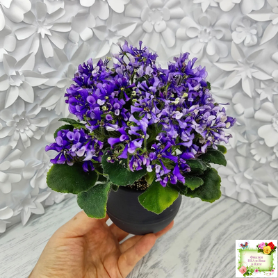 СК-Вьюнок (А.Кузнецов) (2 листа посажены в 1 стак. 24.01.26)