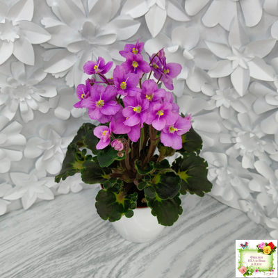 LV-Ланселот (Л. Шевелева) 2025 г. (клакамусный гёрл с кроновой пестролистностью) (стартер)