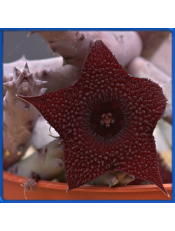 Huernia pendriformis