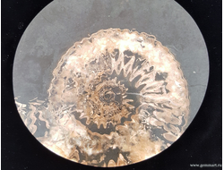 Аммонит, кальцит, полированный с 2-х сторон спил. Россия.