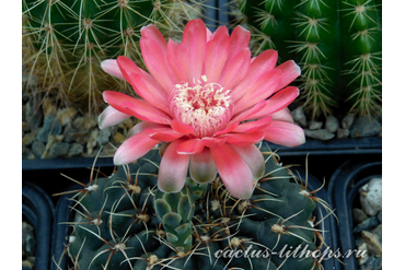 Gymnocalycium baldianum