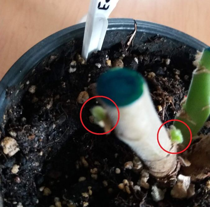 Проснулись почки внизу