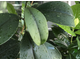 Фагрея круглолистная / Fagraea shot leaf
