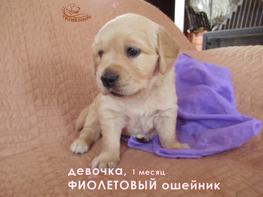 1 месяц. Девочка ФИОЛЕТОВЫЙ ошейничек