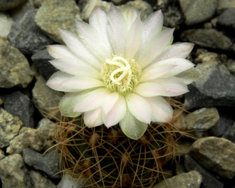 Gymnocalycium bruchii ssp.melojeri VG-272 - 5 семян