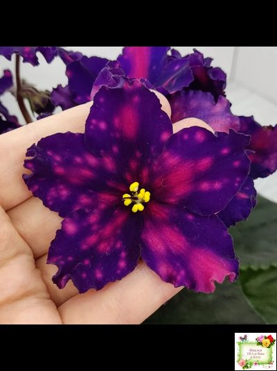 РС-Метагалактика (С. Репкина) 2018 г.