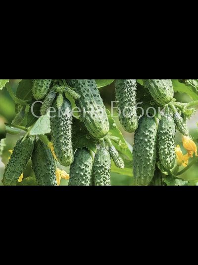 Огурец Герман F1, 5 шт