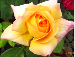 Филипп Нуарэ (Philippe Noiret), грандифлора, Meilland