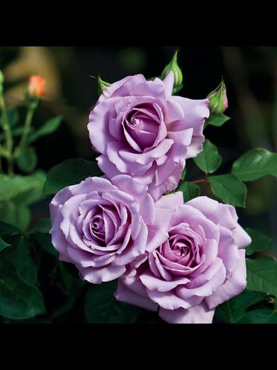 Лав Сонг (Love Song)