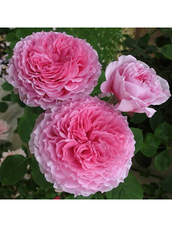 Джеймс Гелвей (James Galway)