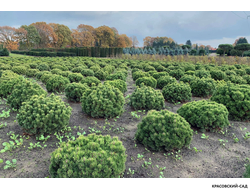 Сосна Мопс - Mops