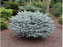 Ель колючая Glauca Globosa, C3