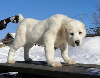 Кобель №3. Парамон. Продан