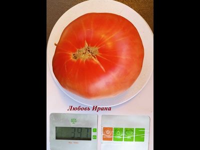Томат Любовь Ирана