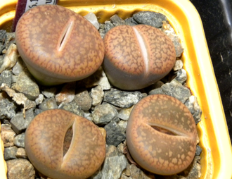 Lithops aucampiae (Kuruman form) C332 (MG-1546.4)