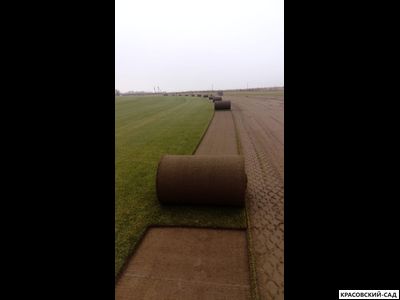 Рулонный газон Биг-ролл