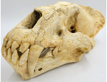 xenosmilus, череп, саблезубая кошка, ксеносмилус, смилодон,  hodsonae, smilodon, вымерший, кошка