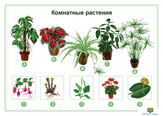 Растения, комбинированное наглядное пособие (СD-диск + 80 карточек)