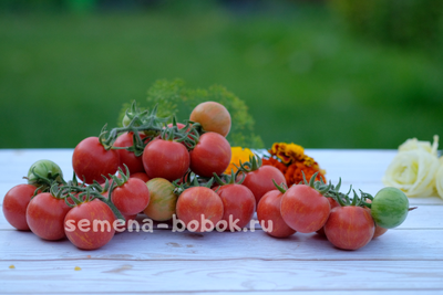 Томат Эльберта Персиковая  (Elberta Peach), 10 шт