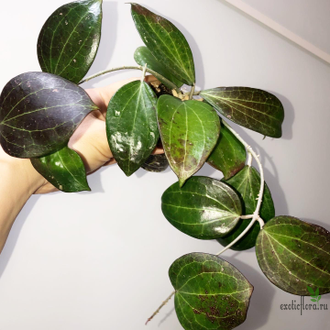 Hoya cv. Genieve (MB-1141)