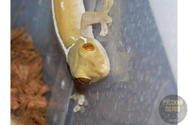 Полосатый геккон, Gekko vittatus