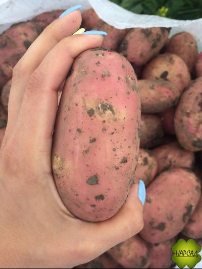 КАРТОФЕЛЬ СЕМЕННОЙ ЭЛИТА "РЕД СКАРЛЕТ" (САМЫЙ СТАБИЛЬНЫЙ СОРТ, ЛЕЖКАЯ) 2 кг в наличии с 20.02 по 15.03