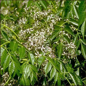 Катрафей / Катрафай (Cedrolopsis grevei baill) 5 мл - 100% натуральное эфирное масло