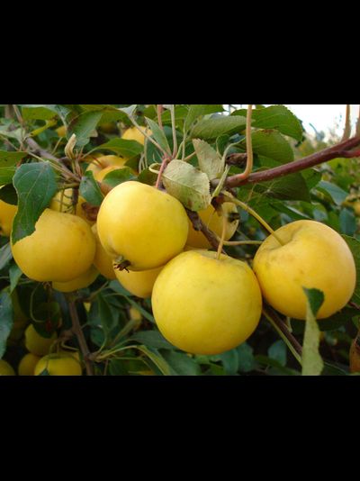 Ранетка янтарная (яблоня)