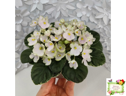 Н-Подснежник (Н. Бердникова)