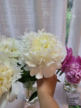 Paeonia Charlie&#039;s White