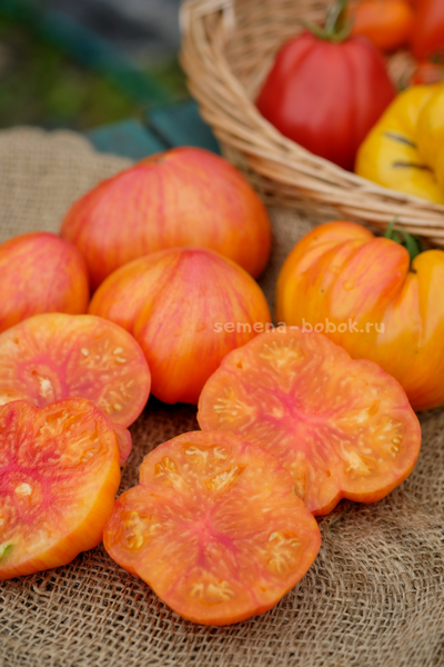 Томат Огненный Поцелуй Биколор с носиком, 10 шт