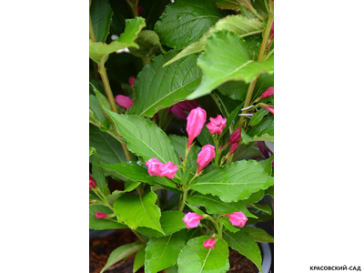 Вейгела Биг Лав фото цветков крупным планом красовский-сад.рф